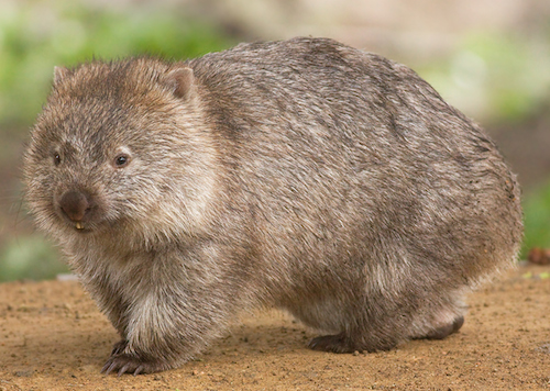 Easter wombat