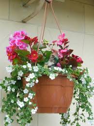 hanging flower basket