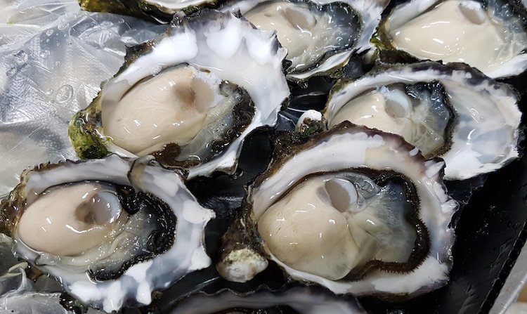 oysters